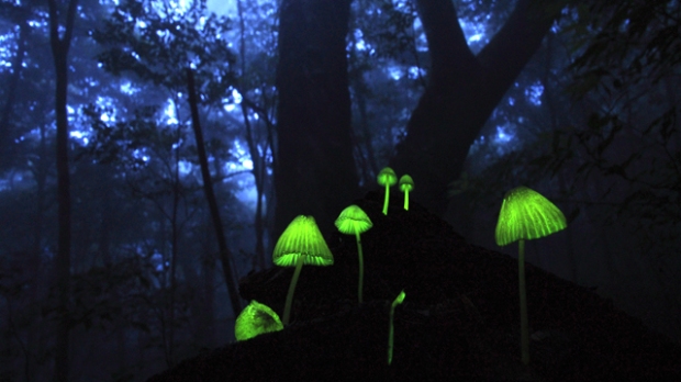 luminescent mushroom group