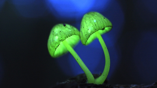 luminescent mushroom pair